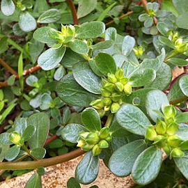 馬齒莧料理方法-野菜介紹